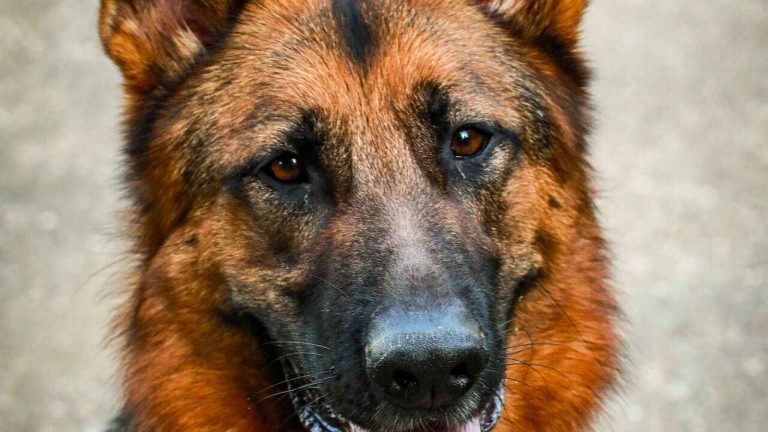 German Shepherds as Trustworthy Guard Dogs