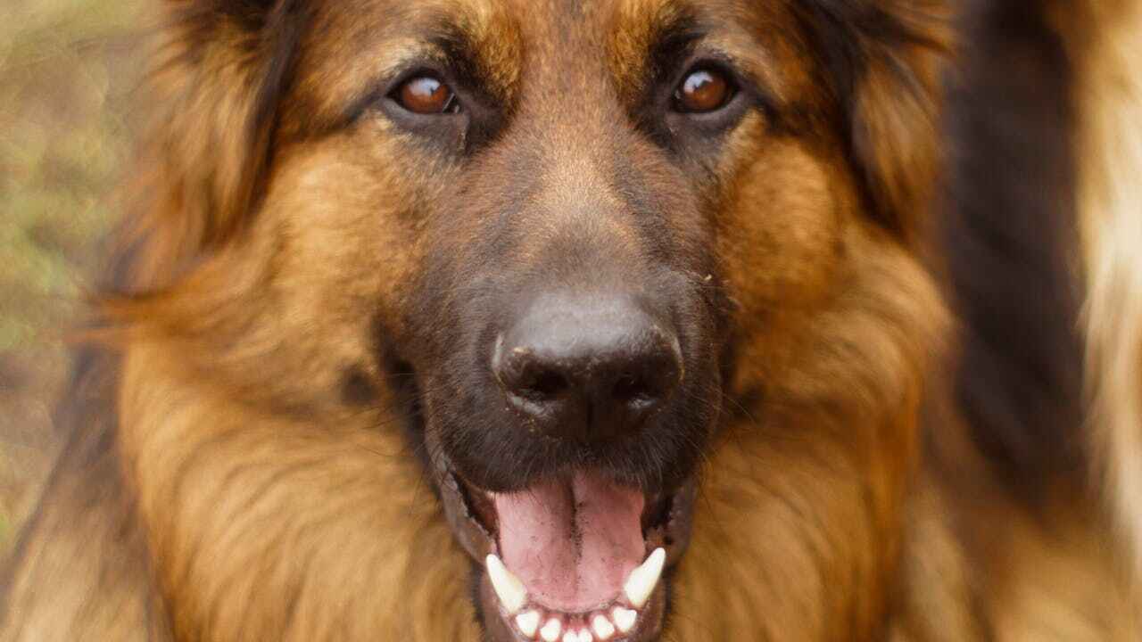 Carolina Dog German Shepherd Mix: A Unique Canine Blend