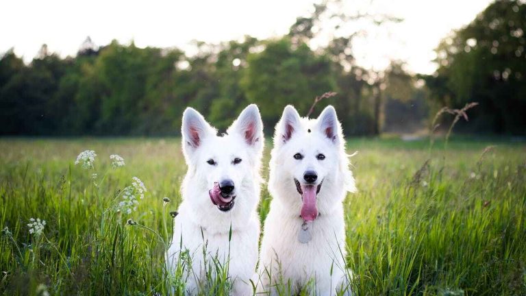 Dogs Similar to German Shepherd