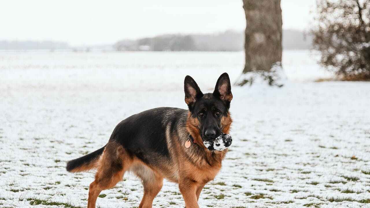 5 Facts Old German Shepherds Dog