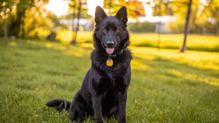 Black Sable German Shepherd