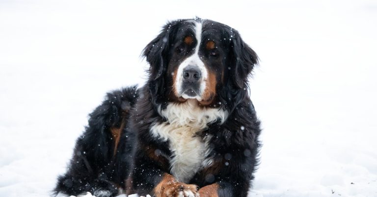 Roman Rottweilers