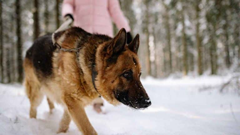 German shepherd Coyote Mix