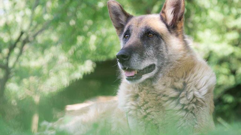 10-Month-Old German Shepherd