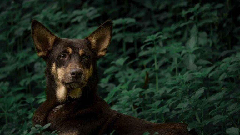 Czech German Shepherds